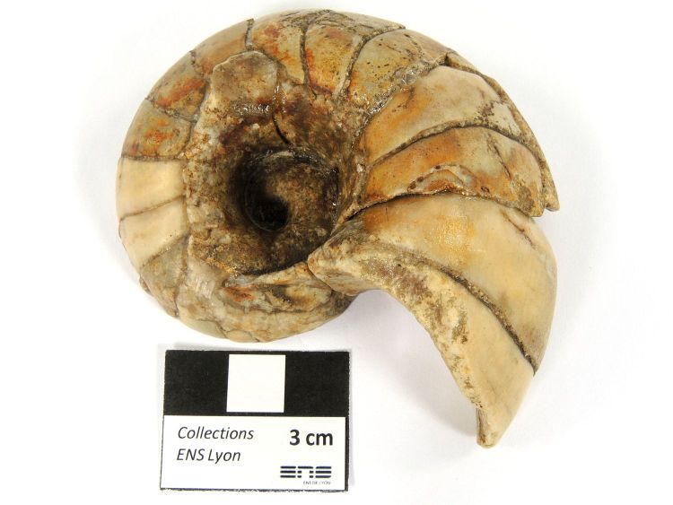 Cenoceras Nautile fossile    